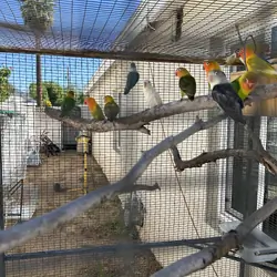 Love birds