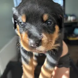 Rottweiler Puppies