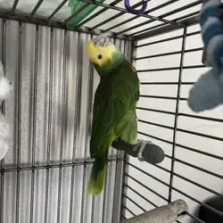 Double yellow headed Amazon