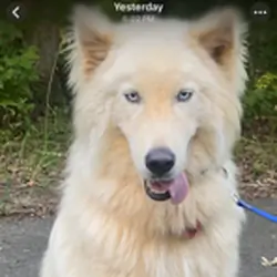 Siberian Husky