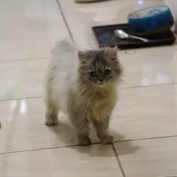Adorable Scottish Straight Kitten Mimi