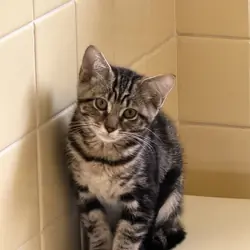 Kitten
