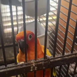 Sun Conure