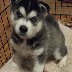 Sibirian Husky pup