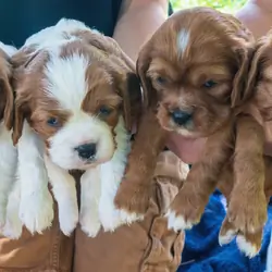 Cavalier King Charles Spaniel puppies