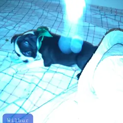 Boston Terrier Puppies