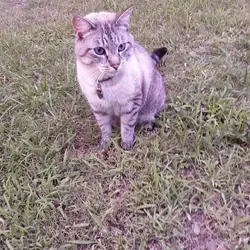Grey Tabby Cat