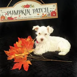 Mini/toy schnauzer puppies