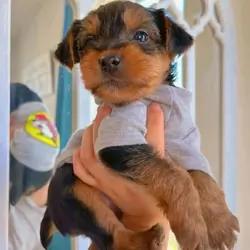 Gorgeous Teacup Yorkie Puppies!