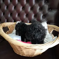 Beautiful Toy Poodle puppies