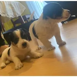 Males and females Jack Russell puppies available