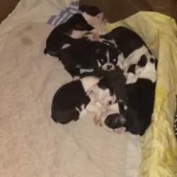 8 week old Boston Terrier Puppies
