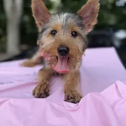 Male Yorkie Puppy