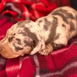 Miniature Dachshund