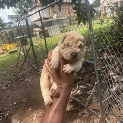 Chinese Shar pei