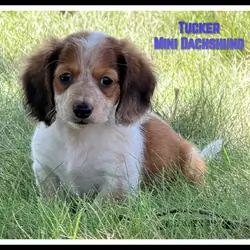 Tucker Male Mini Dachshund