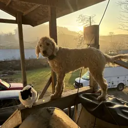 Goldendoodle