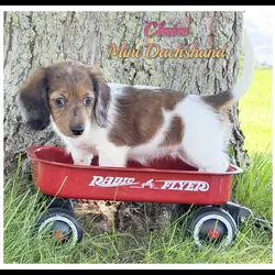 Claire Female Mini Dachshund
