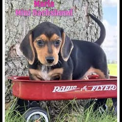 Marla Female Mini Dachshund