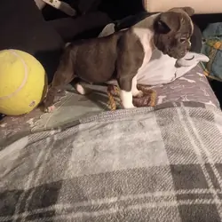 Frenchton puppie