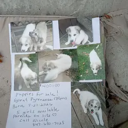 Purebred Pyrenees pups