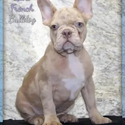 Ziva Female French Bulldog
