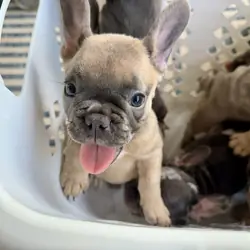 French Bulldog Puppies