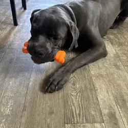 Kane - cane Corso for sale