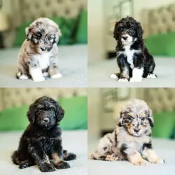 F1 Bernedoodle Boys
