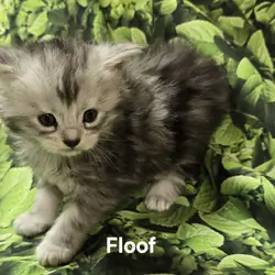 Maine Coon Kittens