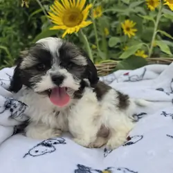 Shihpoos