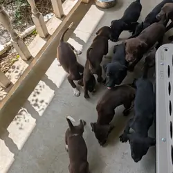 Free puppies