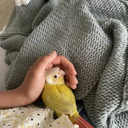 Green Cheek conures