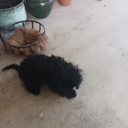 Labradoodle mini