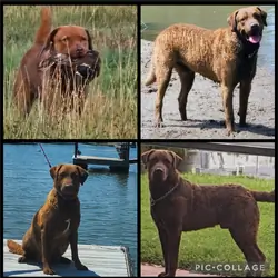 Chesapeake Bay Retriever