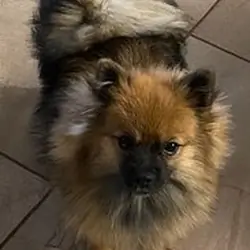 Purebred Pomeranian