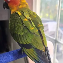 Sun conure