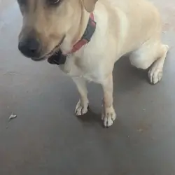 Yellow female lab