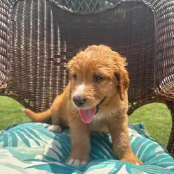 Saint Berdoodle