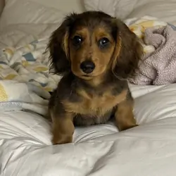AKC Long-Haired Dapple Dachshund