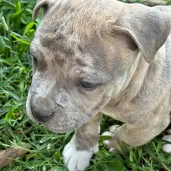 Xl pit pup