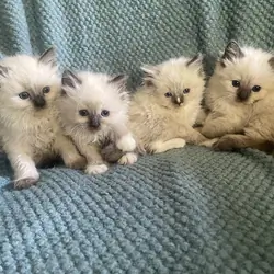 Ragdoll kittens