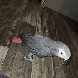 African Grey