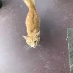 Male medium beige haired cat free2good home