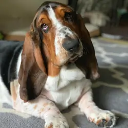 Handsome Male Basset Hound Looking for a new home