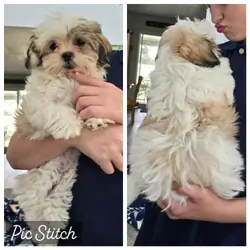 Malshi shichon