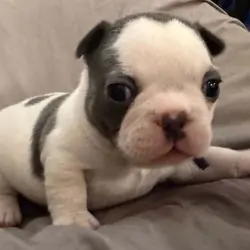 Female French Bulldog - Bingo