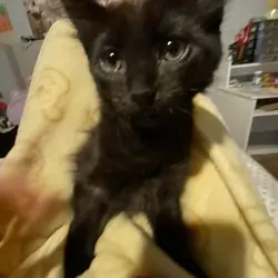 Black Bombay Kitten