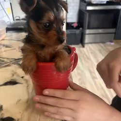 Puppy