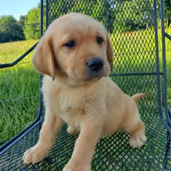 Labrador Retriever puppies